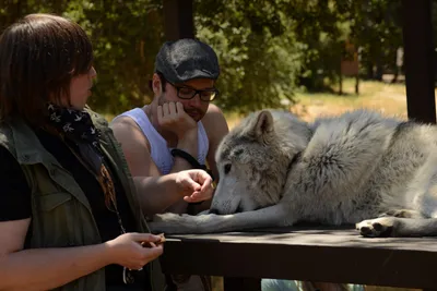 DSC_1654 (Large).JPG